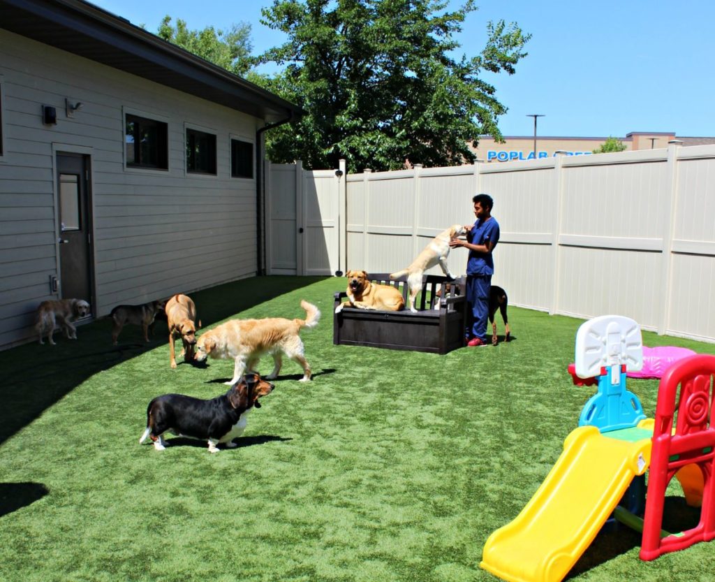 Pet Boarding and Daycare | Barrington Square Animal Hospital