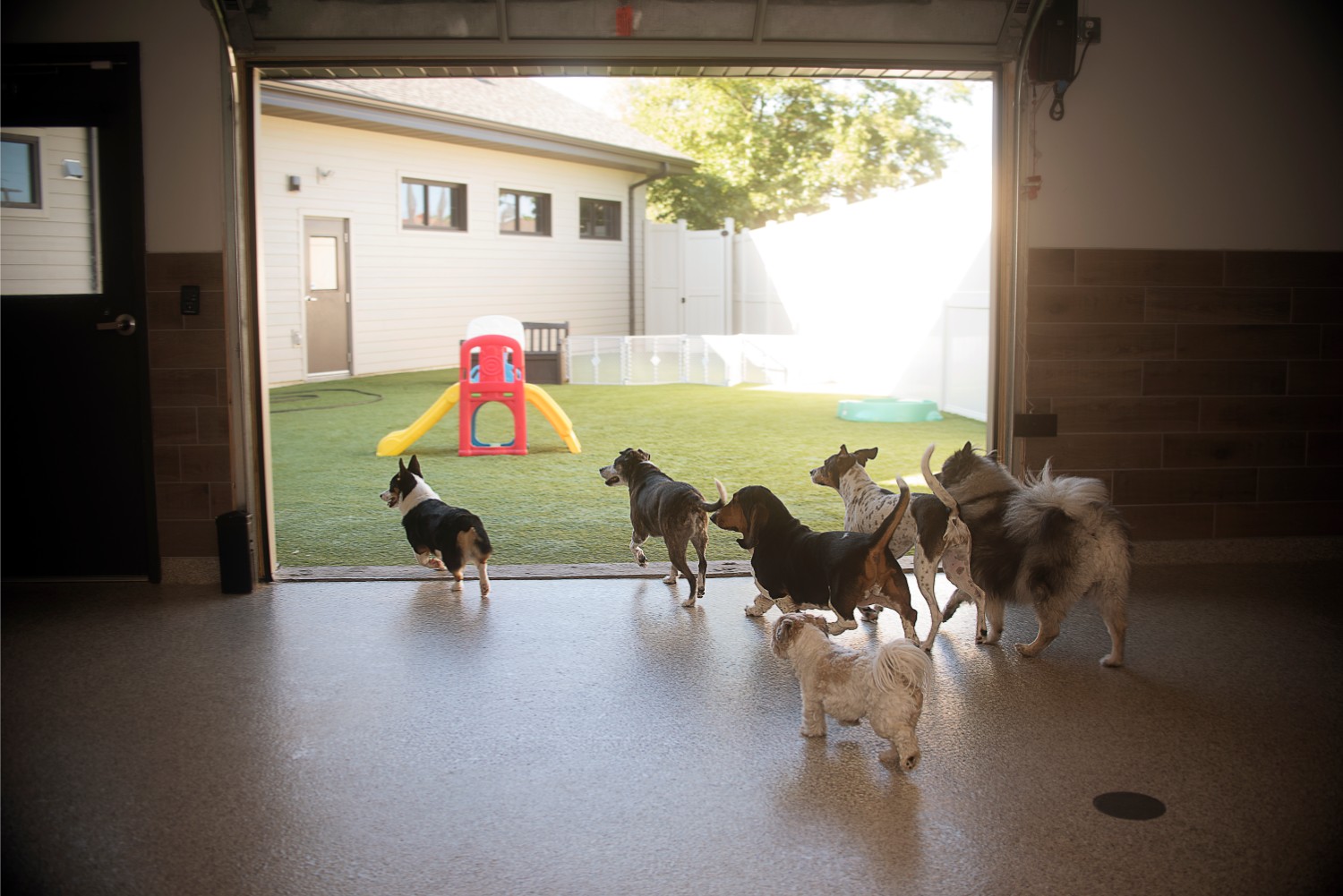 Dog Boarding With Daycare Near Me at Clinton Cheatwood blog