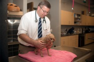 vet performing alternative pain management treatment for small dog on exam room table