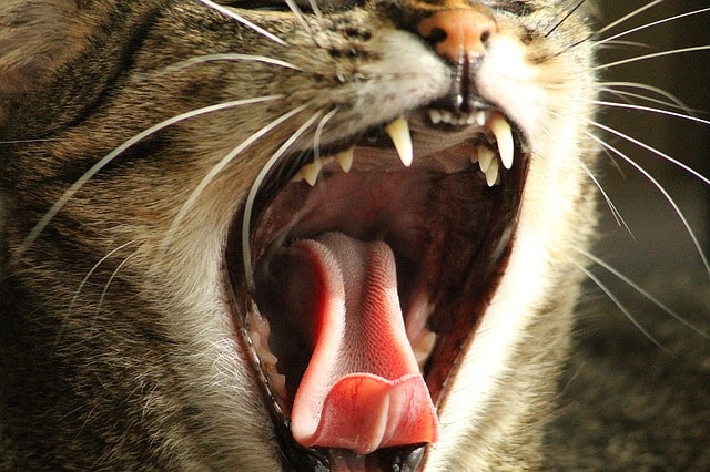 close up shot of cat yawning with teeth showing