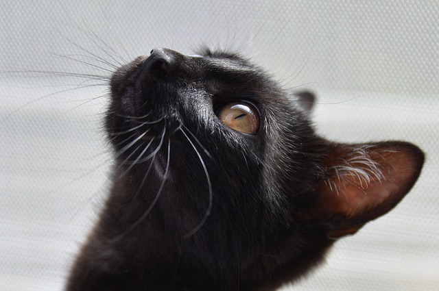 close up photo of black cat staring up