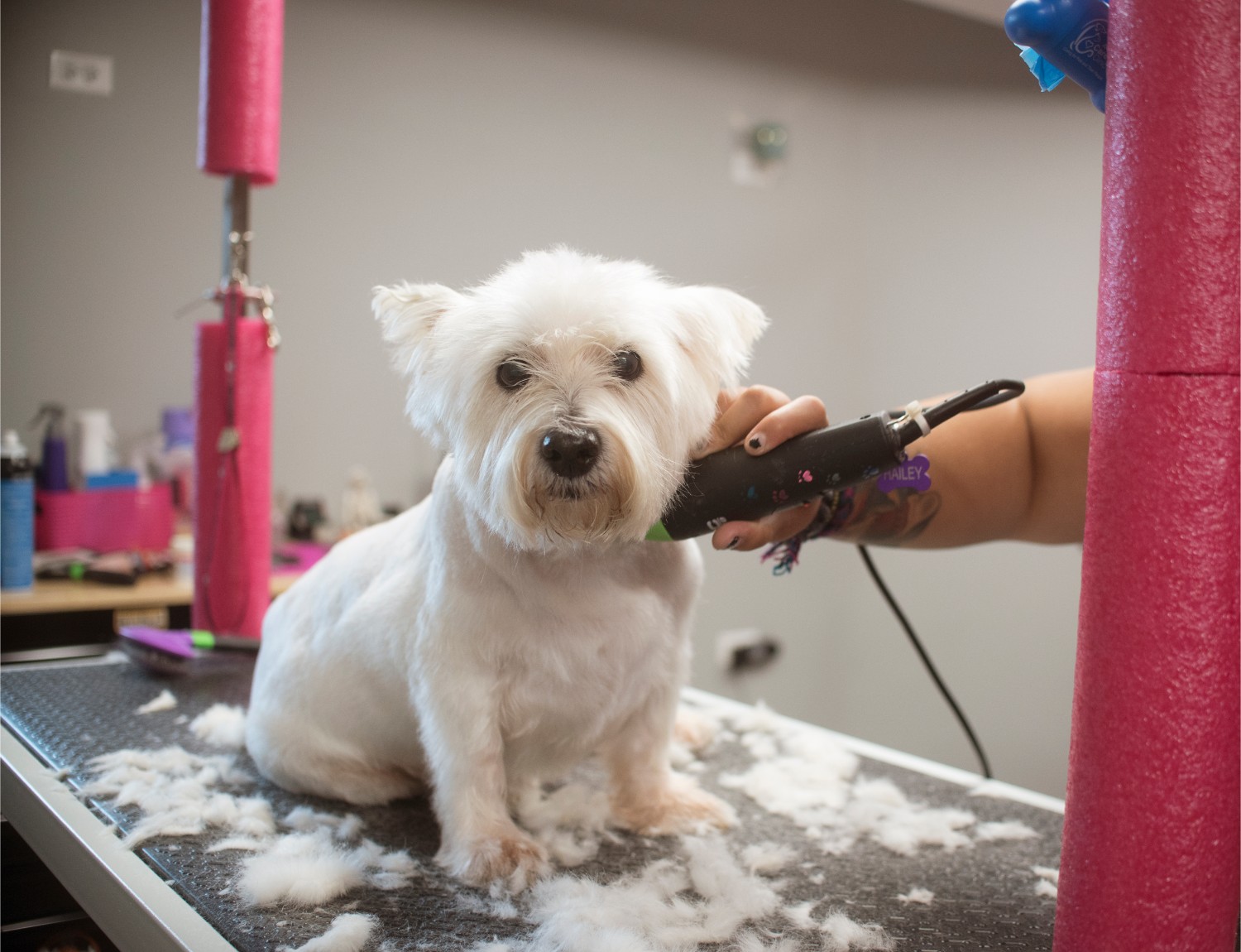 Pet Grooming Services | Barrington Square Animal Hospital 