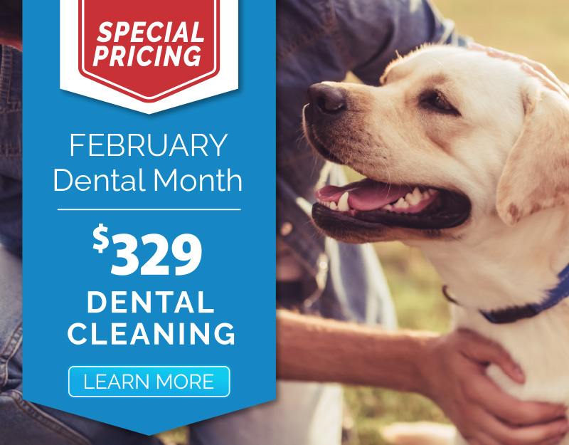 Barrington Square $329 Dental Cleaning for February